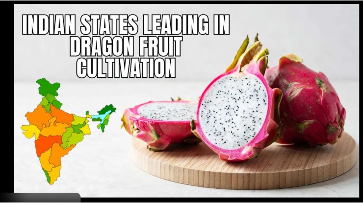 အိန္ဒိယနိုင်ငံသည် နဂါးမောက်သီးစိုက်ပျိုးမှုအတွက် ထောက်ပံ့ကြေးများတိုးမြှင့်