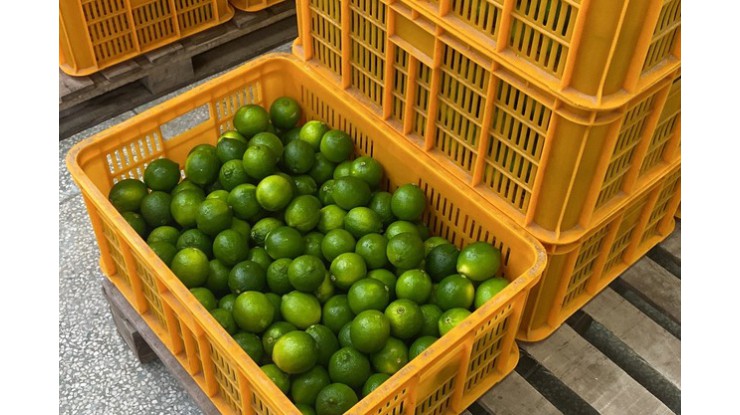 ဗီယက်နမ် သံပရာသီးနှင့် ဒူးရင်းသီးများ ဈေးတက်ပြီး လိမ္မော်သီးဈေးနှုန်းကျဆင်း