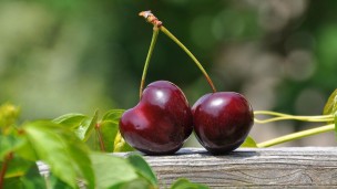 ဗီယက်နမ်နိုင်ငံတွင်  ချယ်ရီသီးတင်သွင်းမှုပမာဏ မြင့်တက်လာပြီးနောက် ချယ်ရီသီးဈေးနှုန်း များ ကျဆင်းလာ