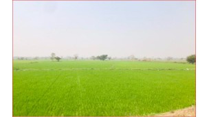 ၂၀၂၅-၂၀၂၆ ဘဏ္ဍာနှစ်အတွင်း နွေသီးနှံ ၇၃,၀၀၀ ဧကကျော်အား ဆည်တော်ကြီးဆည်မှ ရေပေးဝေမည်