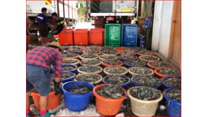 ပြီးခဲ့သည့်၁၀လအတွင်း (ဧပြီ-ဇန်နဝါရီ) မြန်မာ့ပုစွန် တန်ချိန် ၉,၀၀၀ တင်ပို့