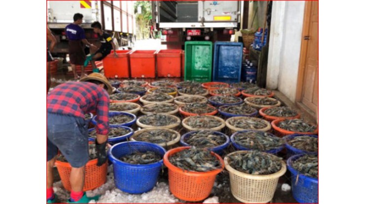 ပြီးခဲ့သည့်၁၀လအတွင်း (ဧပြီ-ဇန်နဝါရီ) မြန်မာ့ပုစွန် တန်ချိန် ၉,၀၀၀ တင်ပို့