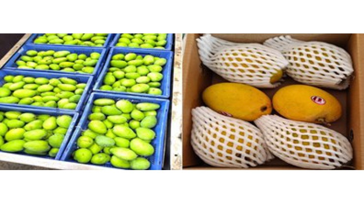 ထောက်ပံ့ပို့ဆောင်ရေး ကုန်ကျစရိတ်များကြောင့် ယခုကာလတွင် ဘက်ပေါင်းစုံ နှစ်ဖက်စလုံးက ရိုက်ခတ်လျက်ရှိ 