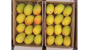 ပင်လယ်ကွေ့ဒေသတွင် ဝယ်လိုအားနှောင့်နှေးမှုများကြောင့် အိန္ဒိယနိုင်ငံ၏ Alphonso သရက်သီး တင်ပို့မှုမှာ မသေချာမှုနှင့် ရင်ဆိုင်ကြုံတွေ့နေရ