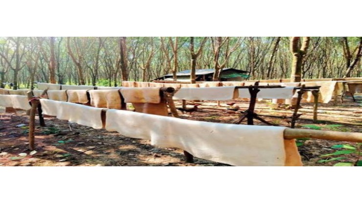 ၂၀၂၅-၂၀၂၆ ဘဏ္ဍာနှစ်တွင် မြန်မာ့ရော်ဘာတင်ပို့မှုသည်  အမေရိကန်ဒေါ်လာသန်း ၄၀၀ ဝန်းကျင်ရှိလာ