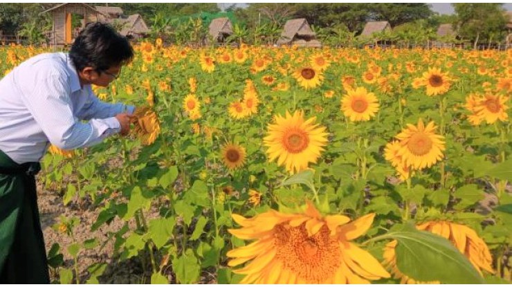 ရန်ကုန်တိုင်းဒေသကြီးတွင် ဆောင်းသီးနှံ မျိုးစုံ၄၉၀,၀၀၀  ဧကကျော်နှင့်  ဆီထွက်သီးနှံ ၁၆,၀၀၀ ဧကကျော် စိုက်ပျိုးထားရှိ