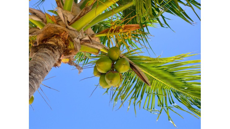 ဂါနာနိုင်ငံသည် အုန်းသီးကဏ္ဍကို တန်ဖိုးမြှင့်ထုတ်လုပ်နိုင်ရန်ရည်မှန်း