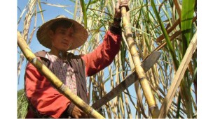 Around 160,000-tonne sugarcane to be exported to China under opium substitution