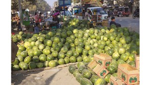 Watermelon, muskmelon fetch handsome prices in post-Chinese New Year
