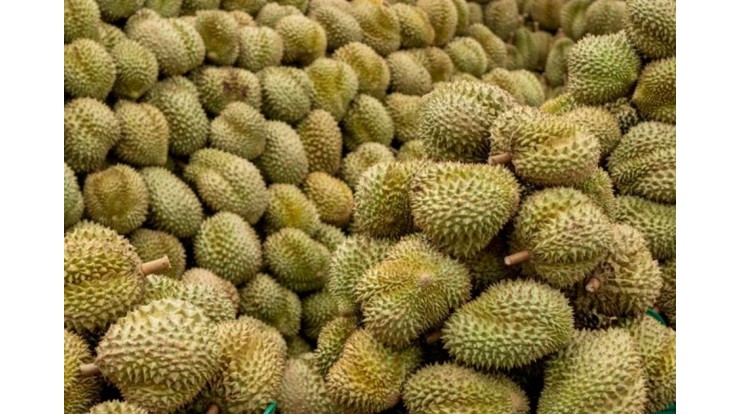 ၂၀၂၆ ခုနှစ် ဇန်နဝါရီလတွင် ထိုင်းနိုင်ငံ၏ဒူးရင်းသီးတင်ပို့မှု ၆၇ ရာခိုင်နှုန်း မြင့်တက်