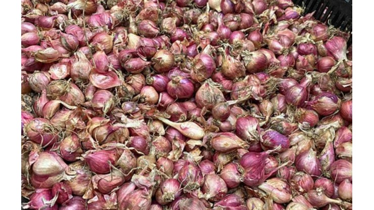 မလေးရှားနိုင်ငံသည် ၂၀၃၀ ပြည့်နှစ်တွင် ကြက်သွန်နီ တင်သွင်းမှု ၃၀ ရာခိုင်နှုန်း လျှော့ချရန် ရည်မှန်းထား