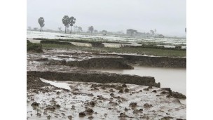 ၂၀၁၈ခုနှစ်၊ သြဂုတ်လအတွင်း ရေကြီးနစ်မြုပ်တောင်သူစိုက်ကွင်းများပြန်လည်ထူထောင်ရေး YSI အဖွဲ့ ကွင်းဆင်းဆောင်ရွက်