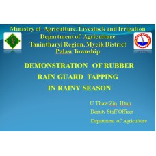 DEMONSTRATION  OF RUBBER  RAIN GUARD  TAPPING   IN RAINY SEASON