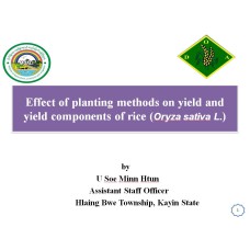 Effect of planting methods on yield and yield components of rice (Oryza sativa L.)