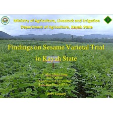 Findings on Sesame Varietal Trial in Kayah State