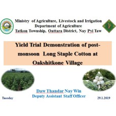 Yield Trial Demonstration of post-monsoon  Long Staple Cotton at Oakshitkone Village 
