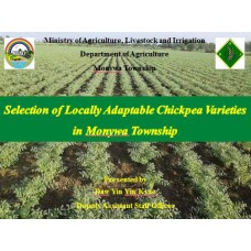 Selection of Locally Adaptable Chickpea Varieties in Monywa Township