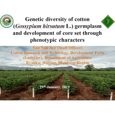 Genetic diversity of cotton (Gossypium hirsutum L.) germplasm  and development of core set through phenotypic characters