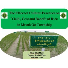 The Effect of Cultural Practices on  Yield , Cost and Benefit of Rice  in Mrauk Oo Township