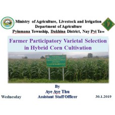 Farmer Participatory Varietal Selection in Hybrid Corn Cultivation