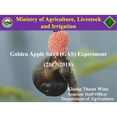 Golden Apple Snail (GAS) Experiment (2017-2018)