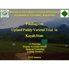 Findings on  Upland Paddy Varietal Trial  in  Kayah State