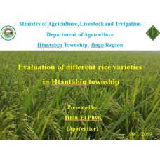 Evaluation of different rice varieties  in Htantabin township