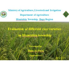 Evaluation of different rice varieties  in Htantabin township