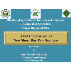 Yield Comparison of New Short Day Paw San lines