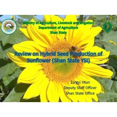 Review on Hybrid Seed Production of Sunflower (Shan State YSI)