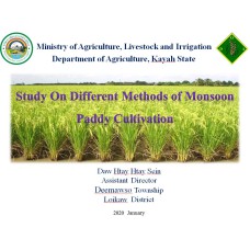 Study On Different Methods of Monsoon Paddy Cultivation