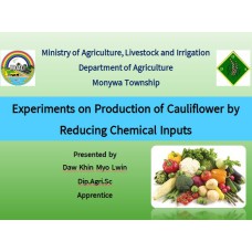 Experiments on Production of Cauliflower by Reducing Chemical Inputs