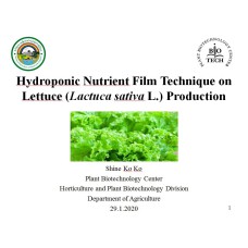 Hydroponic Nutrient Film Technique on Lettuce (Lactuca sativa L.) Production