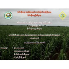 ချက်ကြံသီးနှံအားဓါတ်မြေဩဇာနှုန်းထားအမျိုးမျိုးထည့်သွင်းစိုက်ပျိုးခြင်းစမ်းသပ်ကွက်
