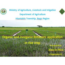 Organic and inorganic fertilizers application in rice crop 