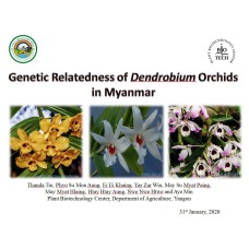 Genetic Relatedness of Dendrobium Orchids in Myanmar