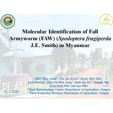 Molecular Identification of Fall Armyworm (FAW) (Spodoptera frugiperda J.E. Smith) in Myanmar