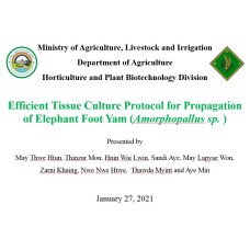 "နှစ်သိမ့်ဆုရ တက်သစ်စပညာရှင်စာတမ်း" Efficient Tissue Culture Protocol for Propagation of Elephant Foot Yam (Amorphopallus sp.)