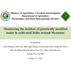 "နှစ်သိမ့်ဆုရ တက်သစ်စပညာရှင်စာတမ်း" Monitoring the incident of genetically modified  maize in cultivated fields around Myanmar