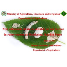 New silkworm strain is suitable or not to rear in rainy season at Myitkyina, Kachin State