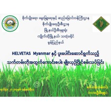 HELVETAS  Myanmar နှင့် ပူးပေါင်းဆောင်ရွက်သည့်  သက်တမ်းတိုအထွက်ကောင်းစပါး မျိုးယှဉ်ပြိုင်စမ်းသပ်ခြင်း