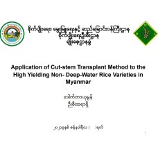 Application of Cut-stem Transplant Method to the High Yielding Non- Deep-Water Rice Varieties in Myanmar