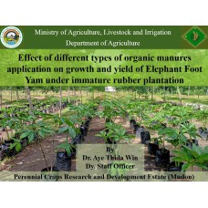 "ပထမဆုရ အတွေ့အကြုံကောင်းပညာရှင်စာတမ်း" Effect of different types of organic manures application on growth and yield of Elephant Foot Yam under immature rubber plantation