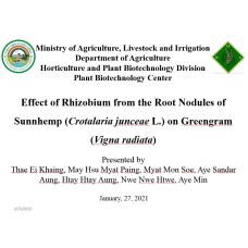 Effect of Rhizobium from the Root Nodules of Sunnhemp (Crotalaria junceae L.) on Greengram (Vigna radiata)