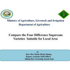 Compare the Four Difference Sugarcane Varieties  Suitable for Local Area 